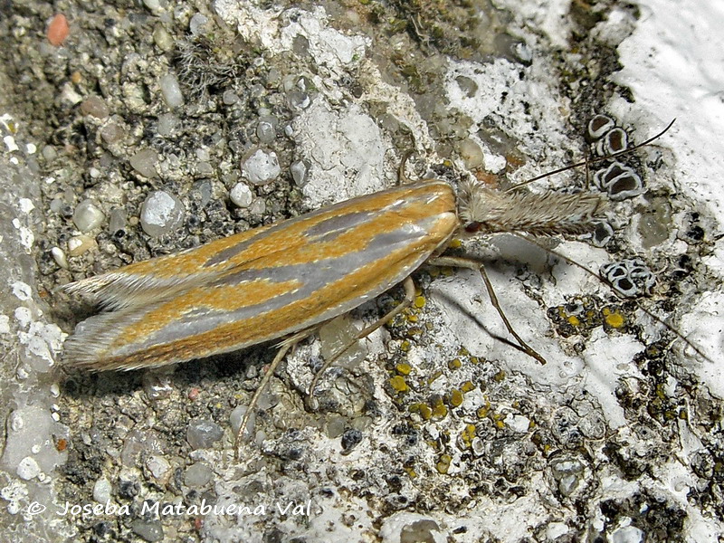 Pleurota (Pleurota) honorella - Oecophoridae